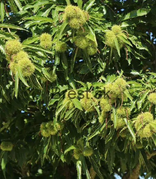 Castanea sativa 'Dorée de Lyon'
